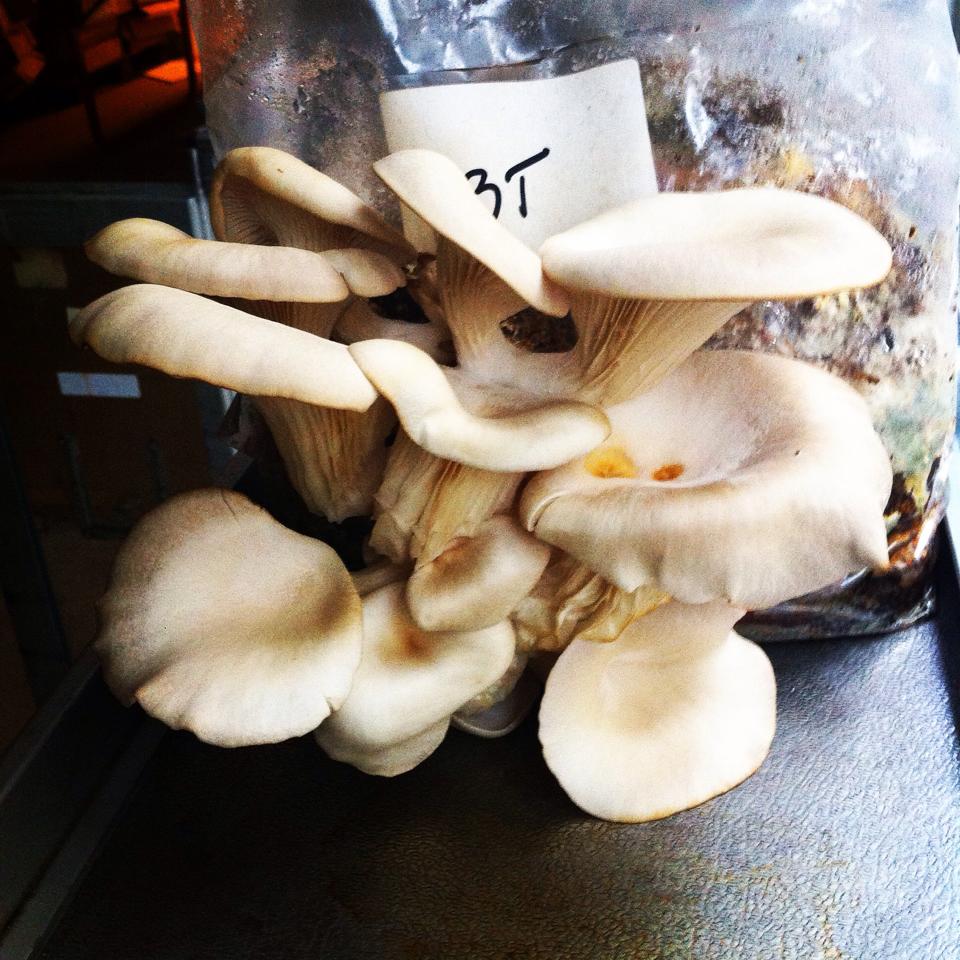 The oyster mushrooms